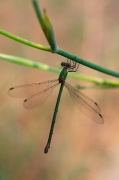 Libèl·lula.  Lestes viridis