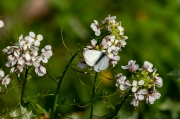 Blanca de la col (Pieris brassicae)