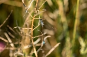 Ischnura graellsii. Llantió iberomagribí