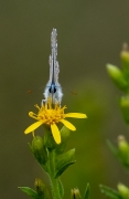 Blaveta comuna  Lysandra bellargus .