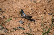 Orthetrum cancellatum. Parot cuanegre. Còpula.