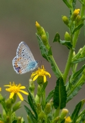 Blaveta comuna  Lysandra bellargus .