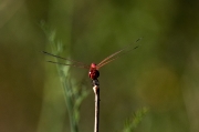 Libèl·lula (Crocothemis erythraea)