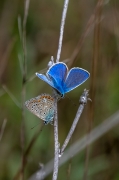 Blaveta comuna  Lysandra bellargus .