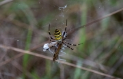 La tigre. Argiope bruennichi