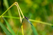 Orthetrum cancellatum. Parot cuanegre