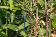 Anax imperator. Emperador blau.