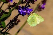 Cleòpatra (Gonepteryx cleopatra)