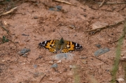 Papallona dels cards (Vanessa cardui )