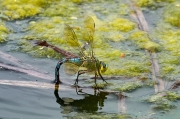 Anax imperator. Emperador blau. Crec !!