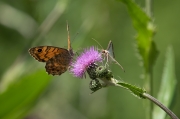 Margenera comuna. Lasiommata negera