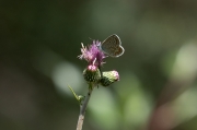 Blaveta lluent. Polyommatus bellargus