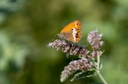 Lleonada de matollar. ( Coenonympha arcania )