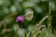 Blanca de la col (Pieris brassicae)