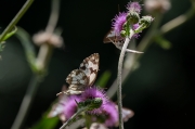 Escac ibèric. Melanargia lachesis.