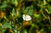 Blanca de la col (Pieris brassicae)