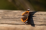 Atalanta (Vanessa atalanta)