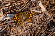 Bruna boscana (Pararge aegeria)