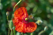 Rosella (Papaver roheas ) i  Borinot comú (Bombus terrestris)