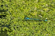 Libèlu-la (Coenagrion pulchellum)