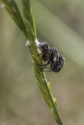 Brunidora, escarbat de les flors (Oxythyrea funesta)