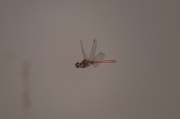 Libèl·lula(Sympetrum)