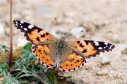 Papallona dels cards (Vanessa cardui )