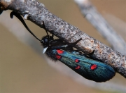 Zygaena lavandulae