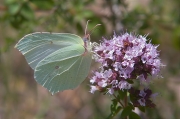 Femella de Llimonera (Gonepteyix rhamni)