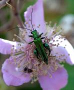 Oedemera nobilis