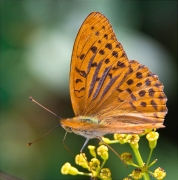 Argynnis (Argynnis) paphia