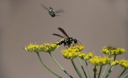 Vespa paperera (Polister dominulus) ??????