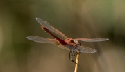 Libèlu-la (Sympetrum fonscolombii )