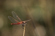 Libèl·lula(Sympetrum fonscolombii )