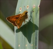 Ochlodes sylvanus