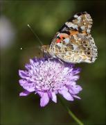 Papallona dels cards (Vanessa cardui )