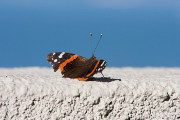 Vanessa atalanta