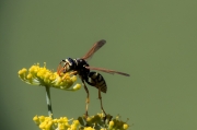 Vespa paperera (Polister dominulus)