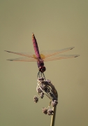 Libèlu-la (Sympetrum fonscolombii  )