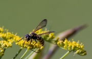 Vespa paperera (Polister dominulus)