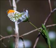 Anthocharis cardamines