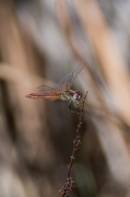 Libèlu-la (Sympetrum fonscolombii )