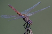 Libèl·lula(Sympetrum fonscolombii )