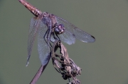 Libèl·lula (Sympetrum fonscolombii )