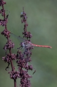 Libèlu-la (Sympetrum fonscolombii )