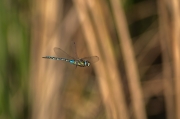 Libèl·lula (Sympetrum)