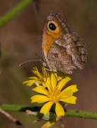 Pyronia (Idata) cecilia