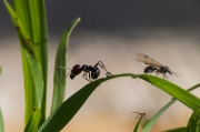 Formigues (Formicidae)