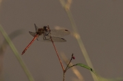 Libèl·lula (Sympetrum)