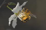 abella (Apis mellifera)